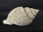 Cancellaria conradiana DALL 1890  - Bild © FossNet FossilienStore